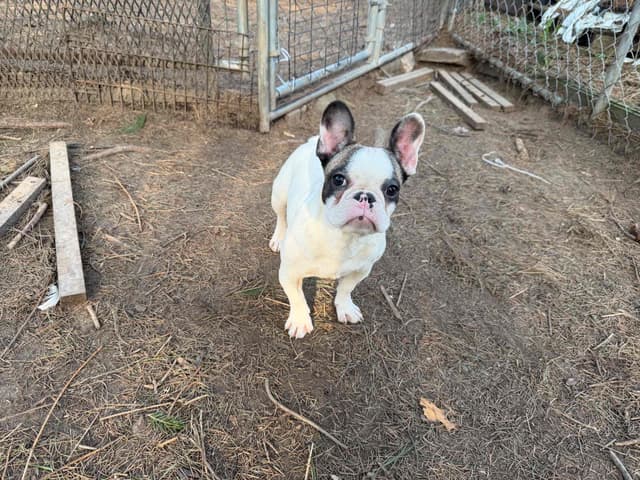 French Bulldog Puppies media 2