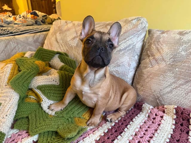 French Bulldog Puppies media 4