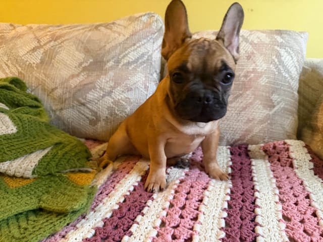 French Bulldog Puppies media 5