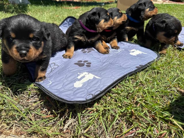 Rottweiler Puppies media 2