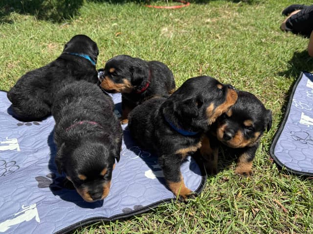 Rottweiler Puppies media 3