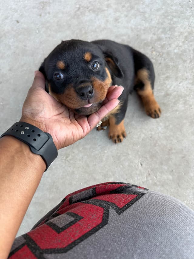 Rottweiler Puppies media 4