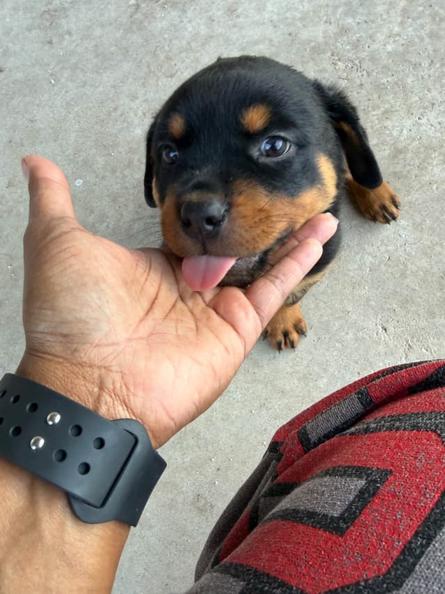 Rottweiler Puppies media 5