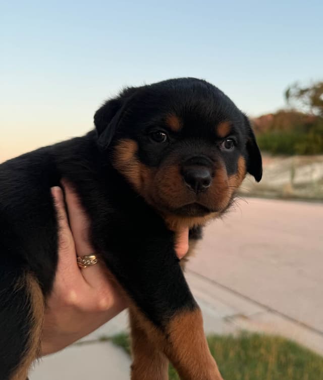 Rottweiler Puppies media 6