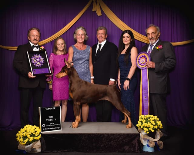 Doberman Pinscher Puppies media 3