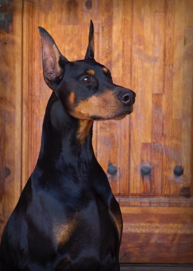 Doberman Pinscher Puppies media 4