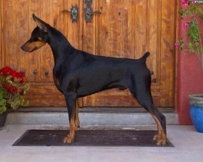 Doberman Pinscher Puppies media 5