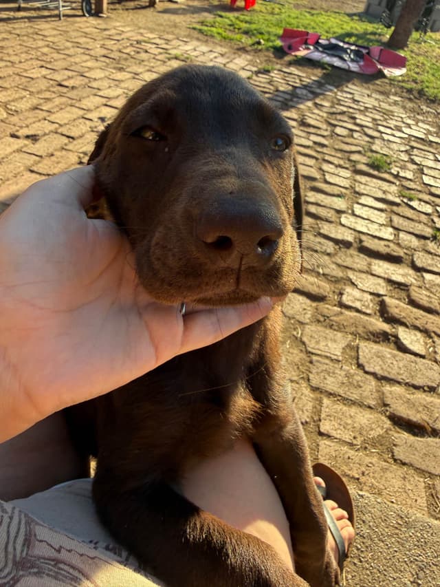 Labrador Retriever Puppies media 2