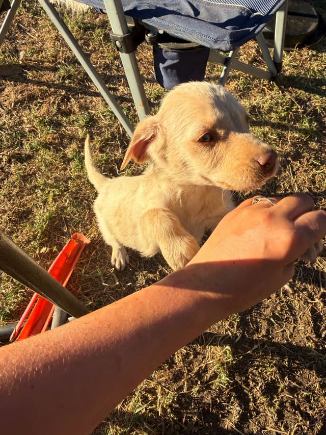 Labrador Retriever Puppies media 3