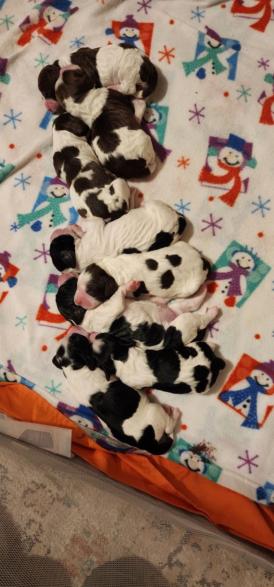 English Springer Spaniel Puppies breeder image 1