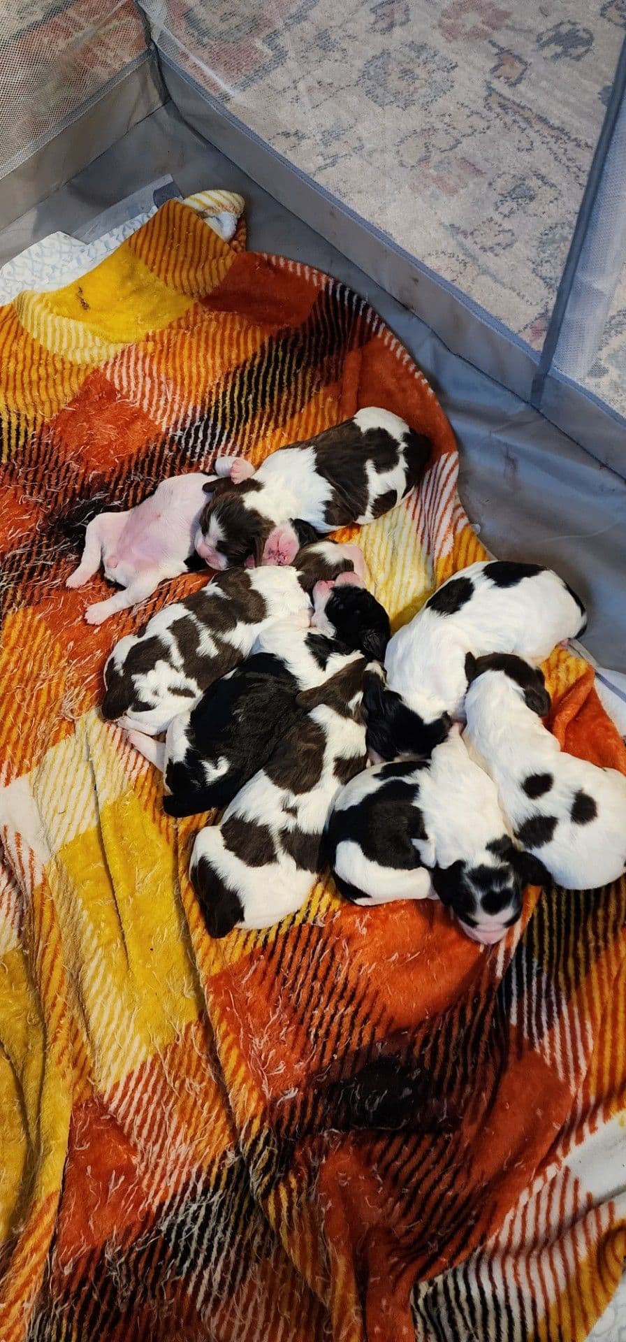 English Springer Spaniel Puppies breeder image 2