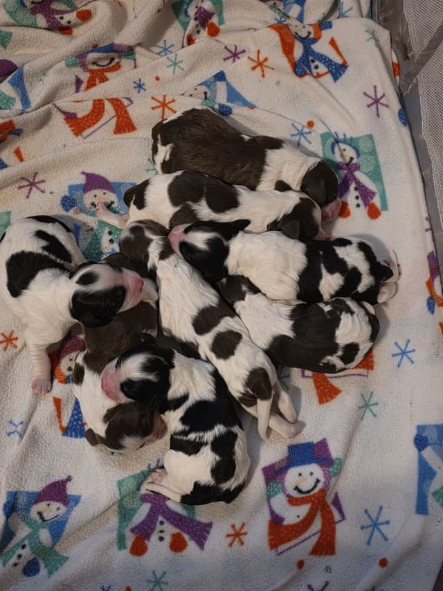 English Springer Spaniel Puppies media 3