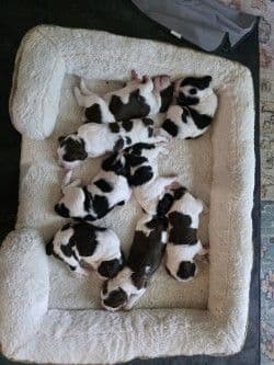 English Springer Spaniel Puppies media 6