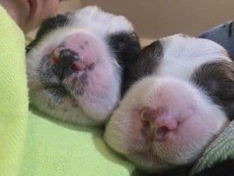 English Springer Spaniel Puppies media 7