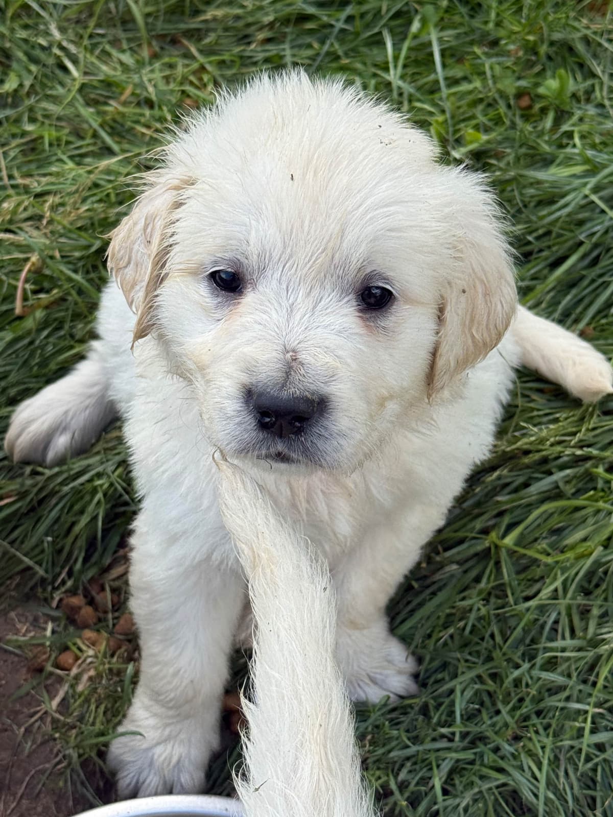 Golden Retriever Puppies breeder image 2