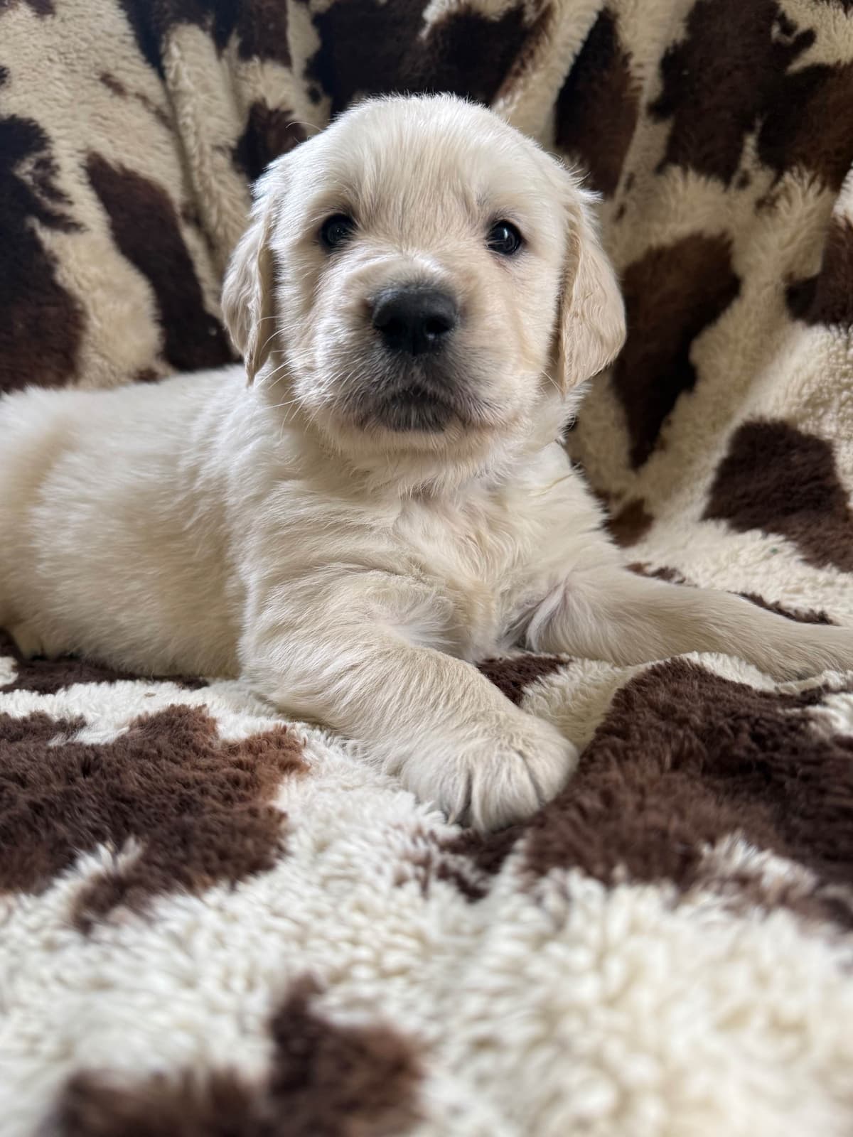 Golden Retriever Puppies breeder image 3