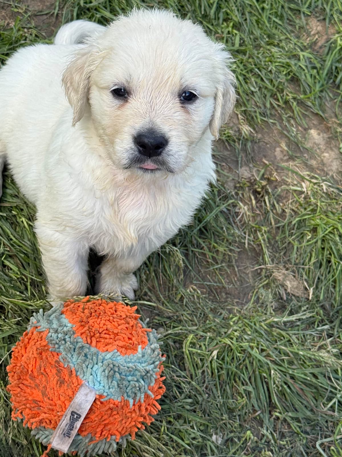 Golden Retriever Puppies breeder image 4