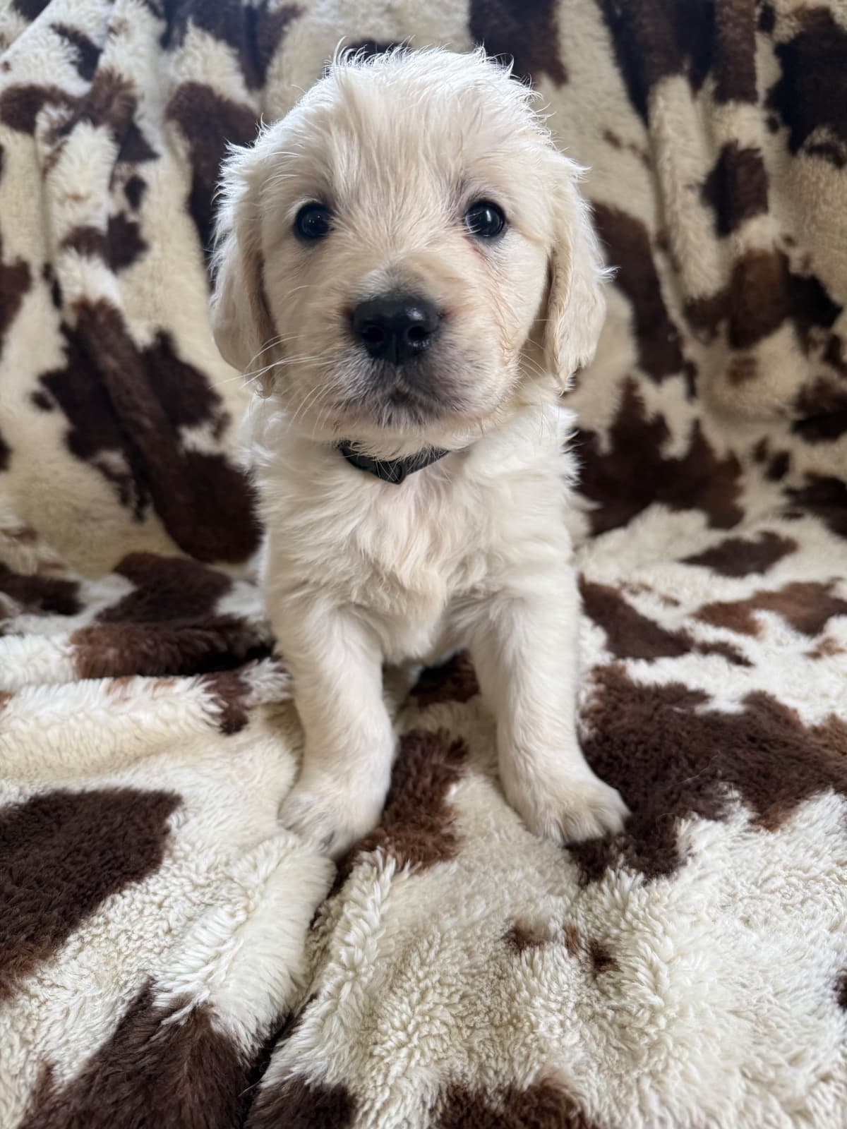 Golden Retriever Puppies breeder image 5