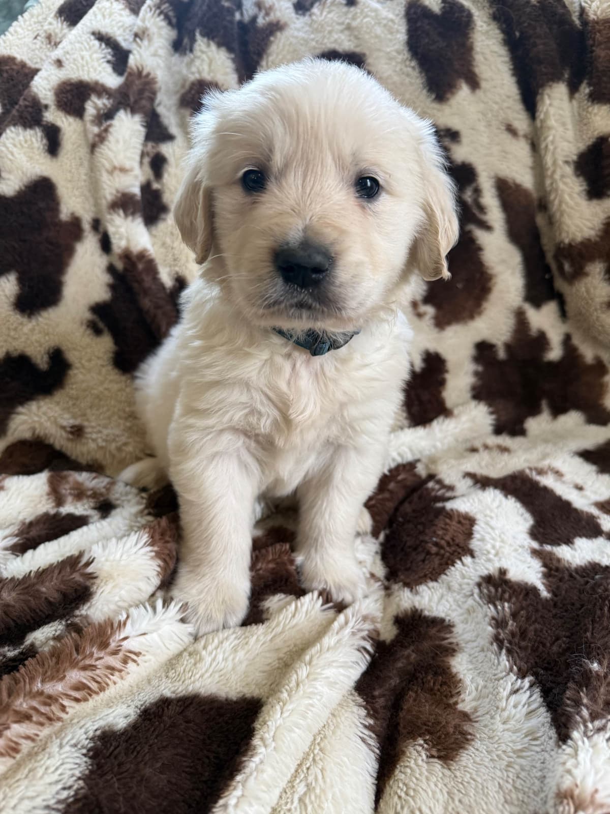 Golden Retriever Puppies breeder image 6