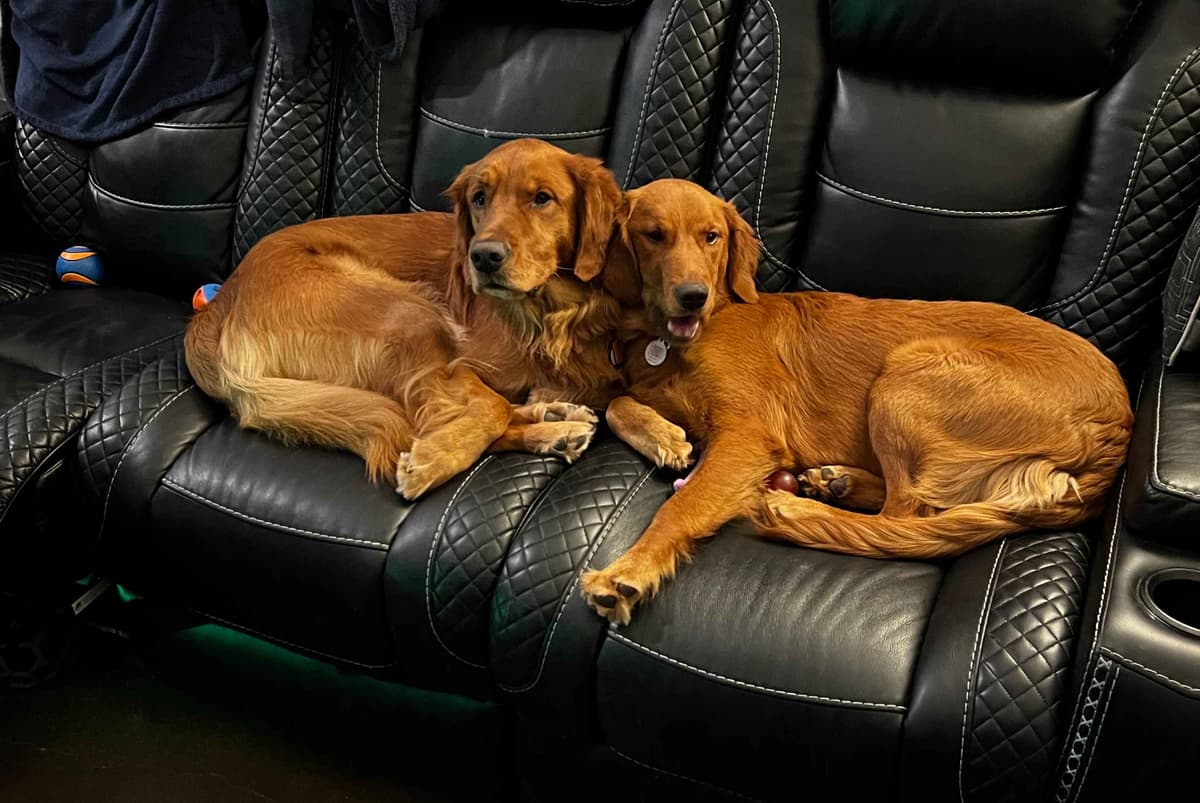 Golden Retriever Puppies breeder image 1