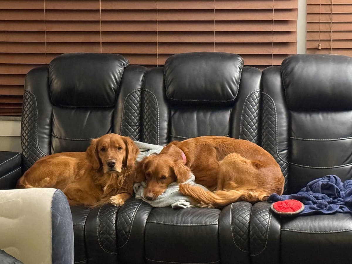 Golden Retriever Puppies breeder image 6