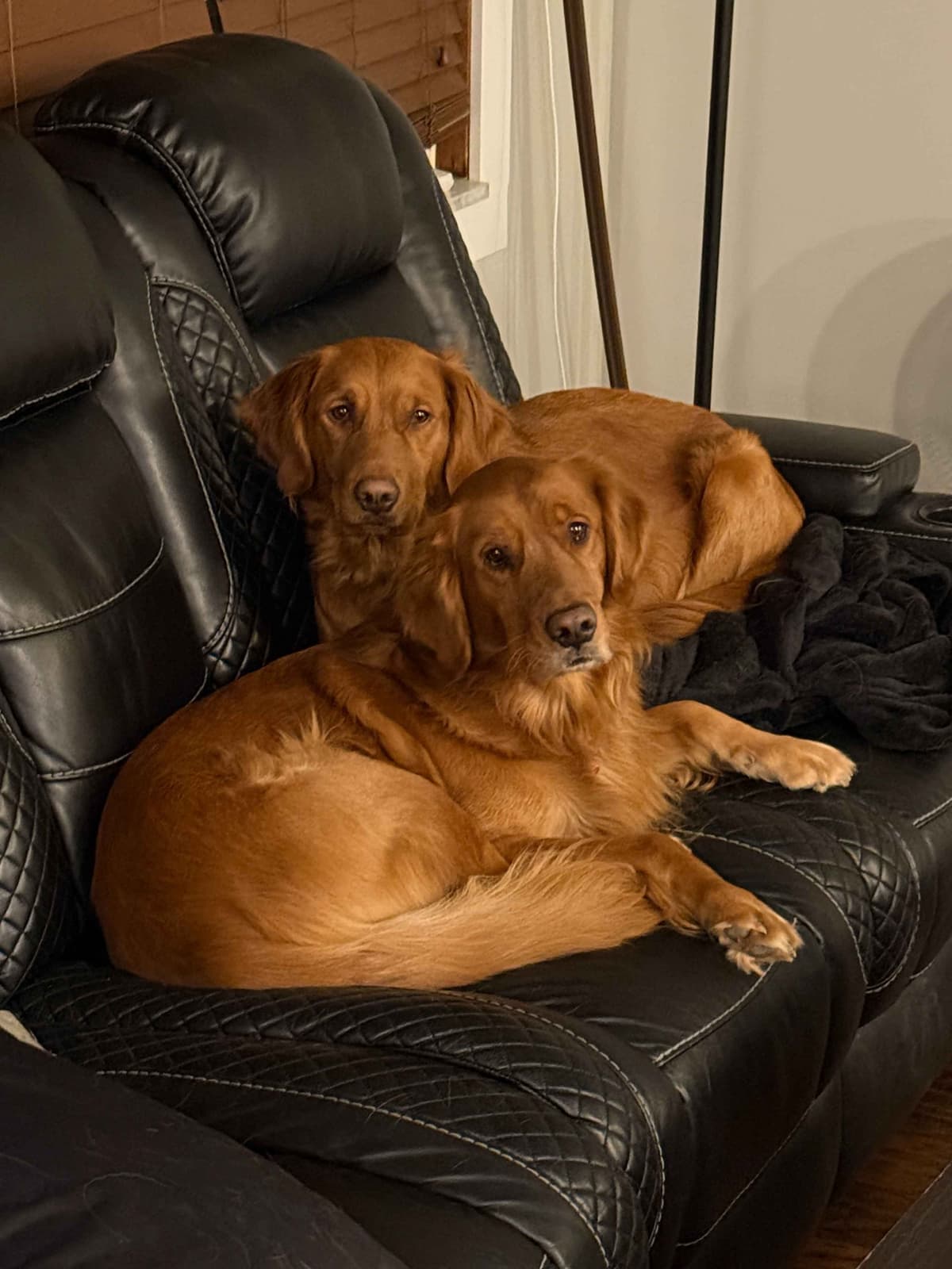 Golden Retriever Puppies breeder image 7