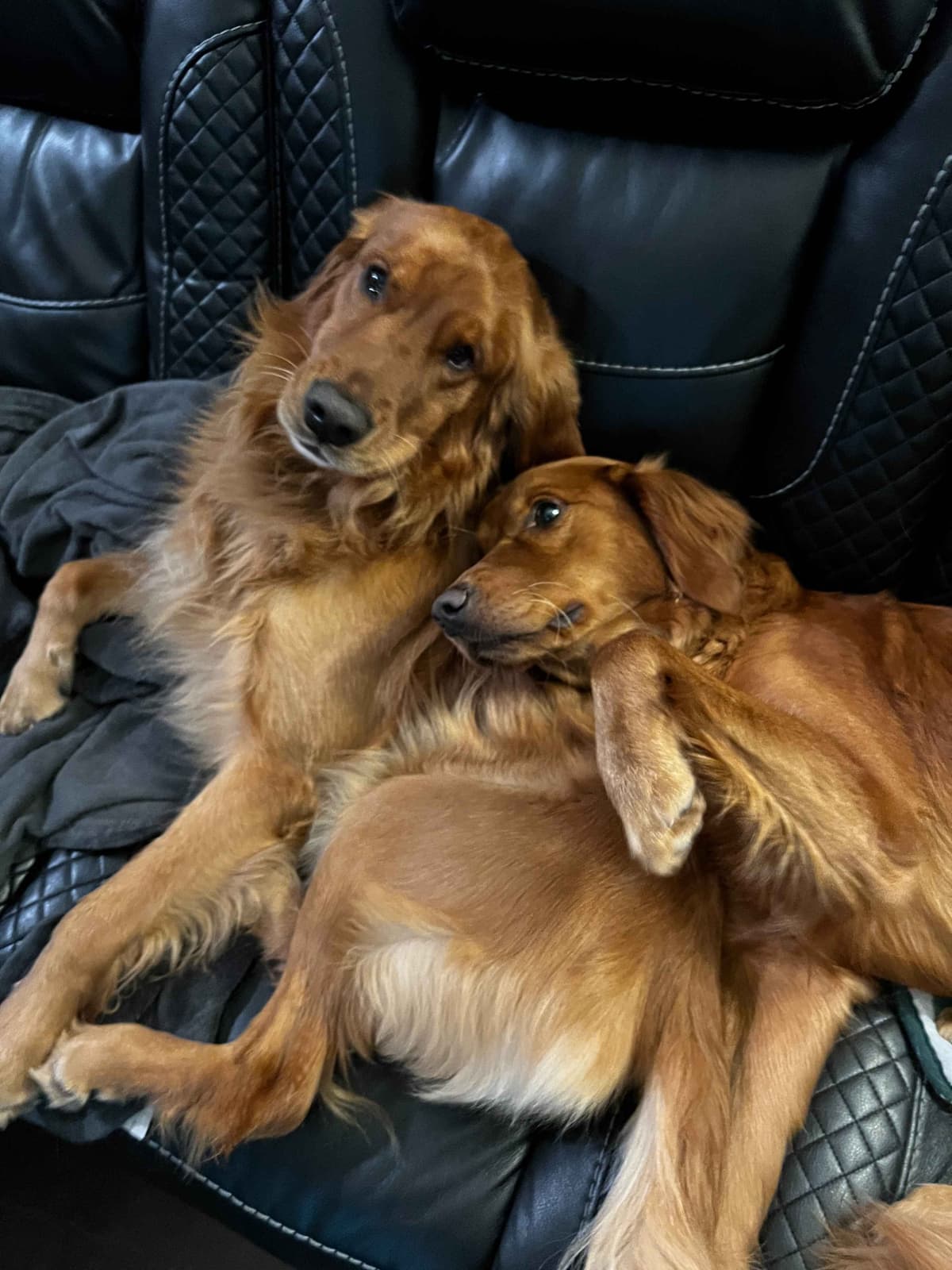 Golden Retriever Puppies breeder image 8