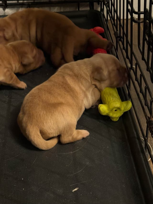 Golden Retriever Puppies media 4
