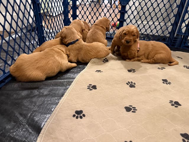 Golden Retriever Puppies media 3