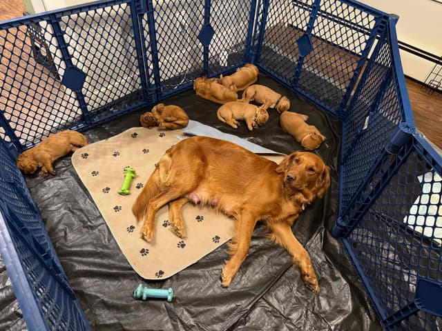 Golden Retriever Puppies media 6