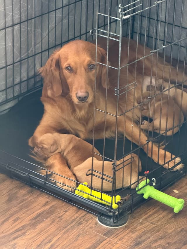 Golden Retriever Puppies media 2