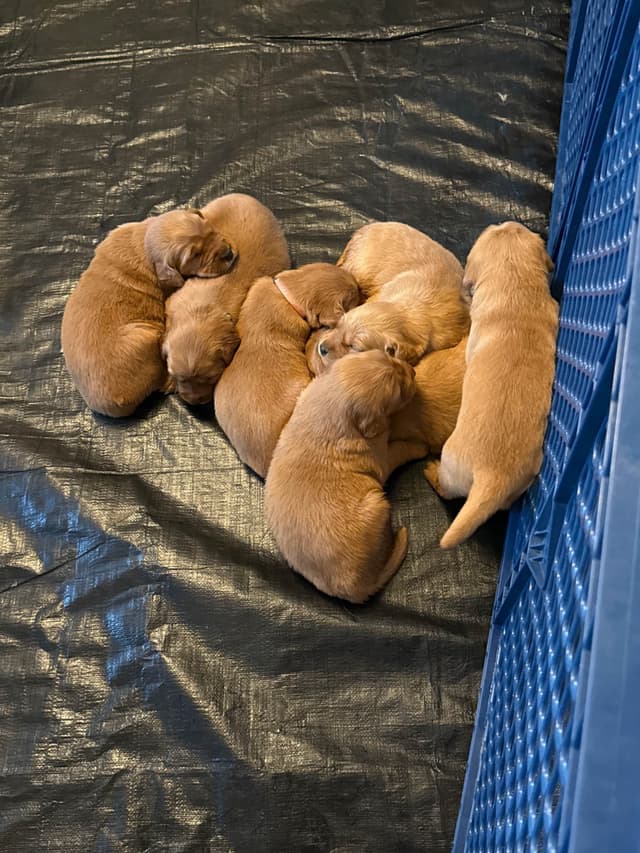 Golden Retriever Puppies media 5