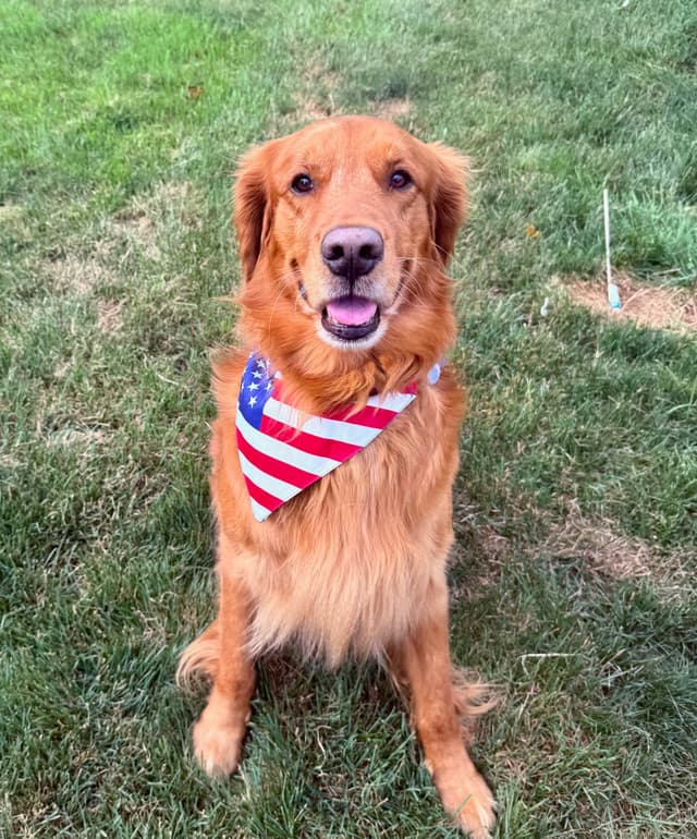 Golden Retriever Puppies media 7