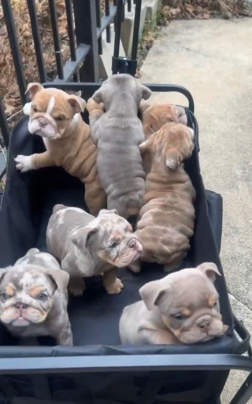 Bulldog Puppies breeder image 3