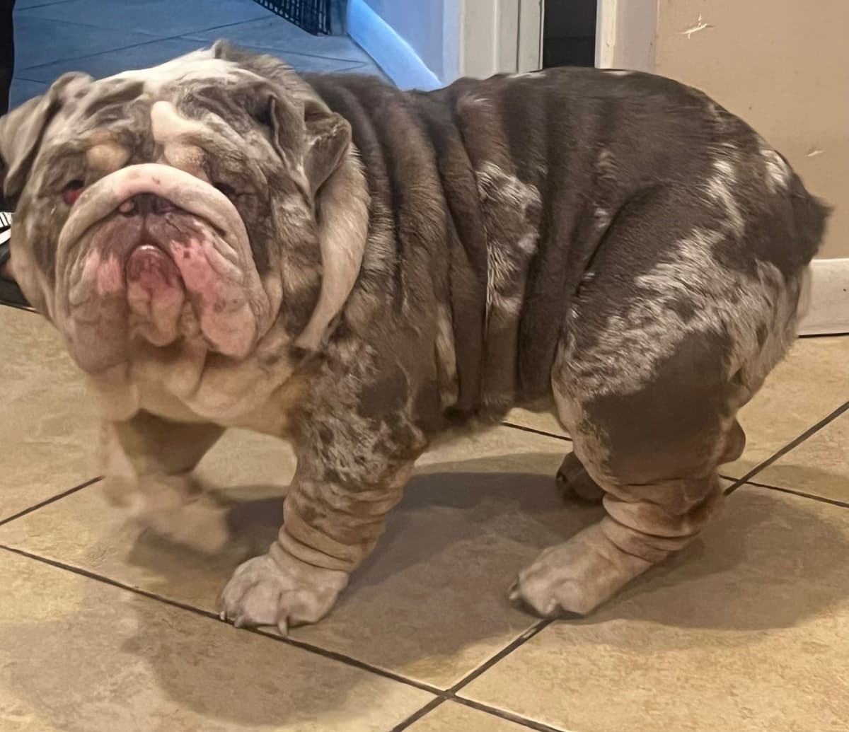 Bulldog Puppies breeder image 8