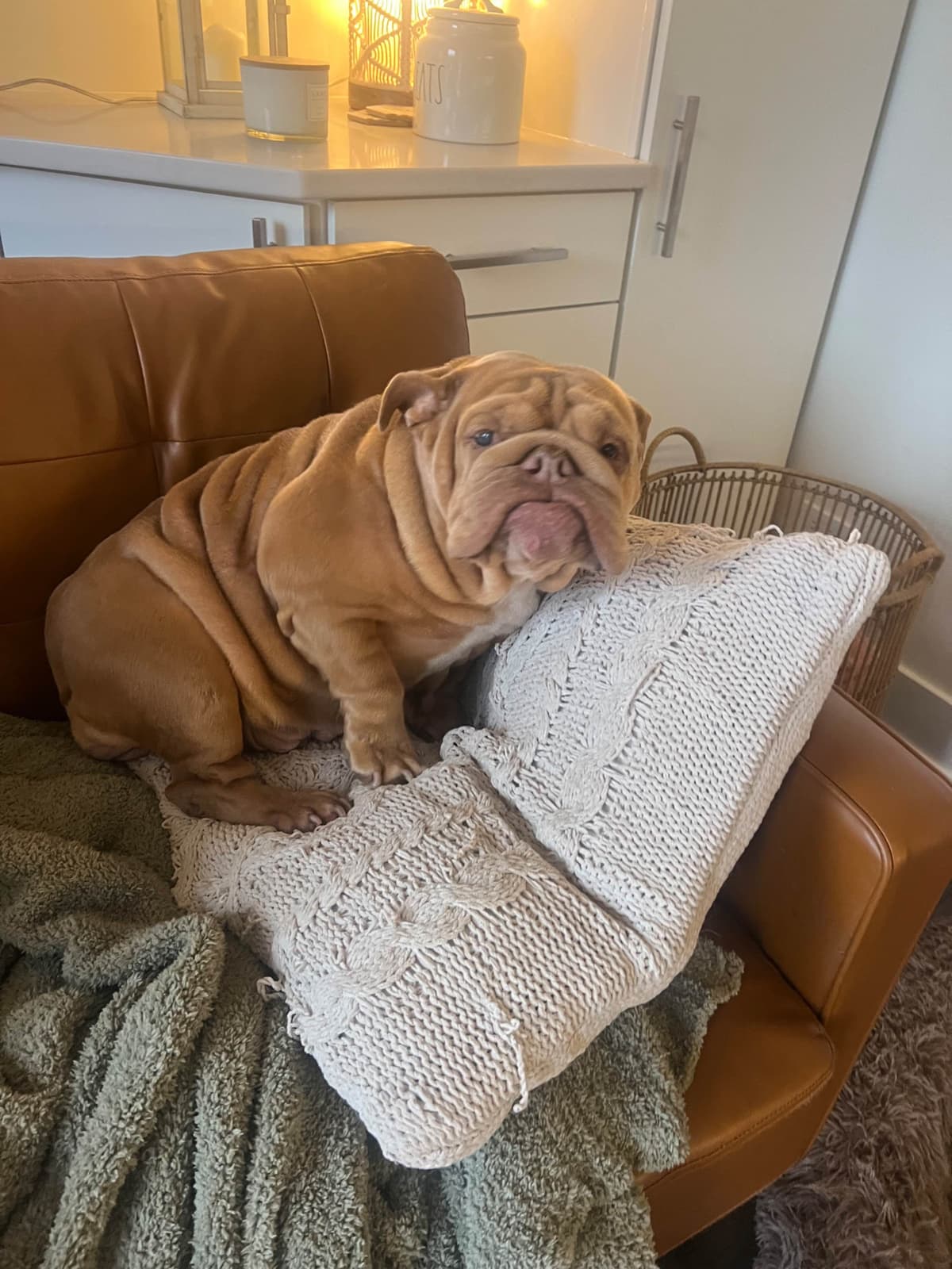 Bulldog Puppies breeder image 10