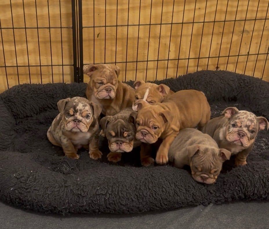 Bulldog Puppies breeder image 1