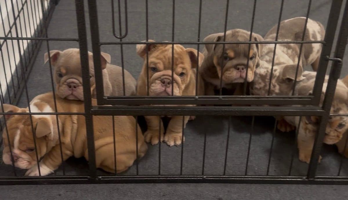 Bulldog Puppies breeder image 5