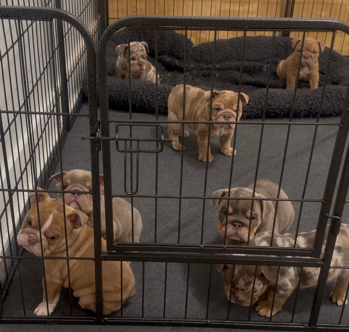 Bulldog Puppies breeder image 4
