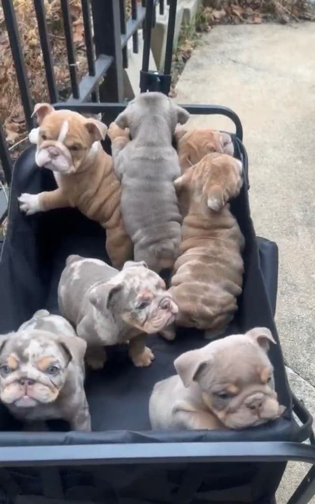 Bulldog Puppies media 2