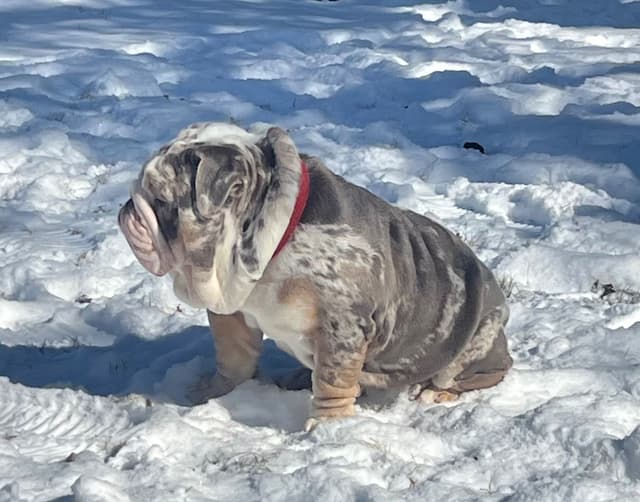 Bulldog Puppies media 4