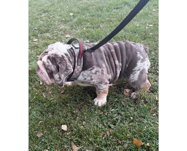 Bulldog Puppies media 5