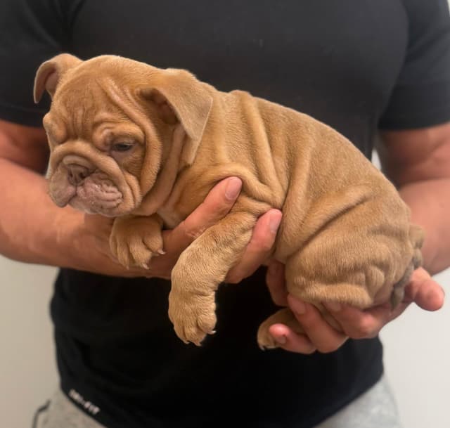 Bulldog Puppies media 8