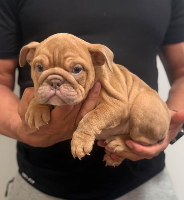 Bulldog Puppies media 9