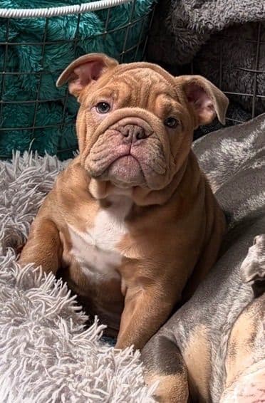 Bulldog Puppies media 10