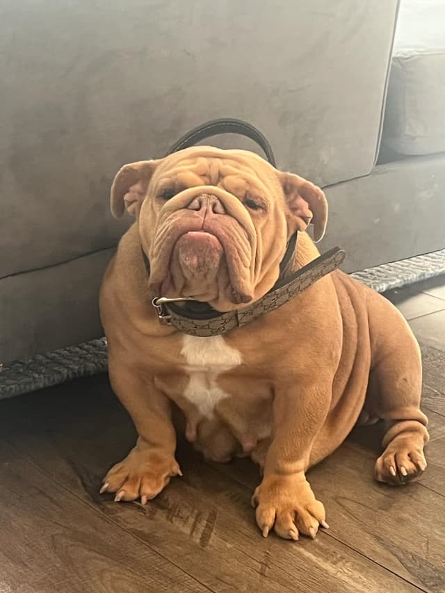 Bulldog Puppies media 11