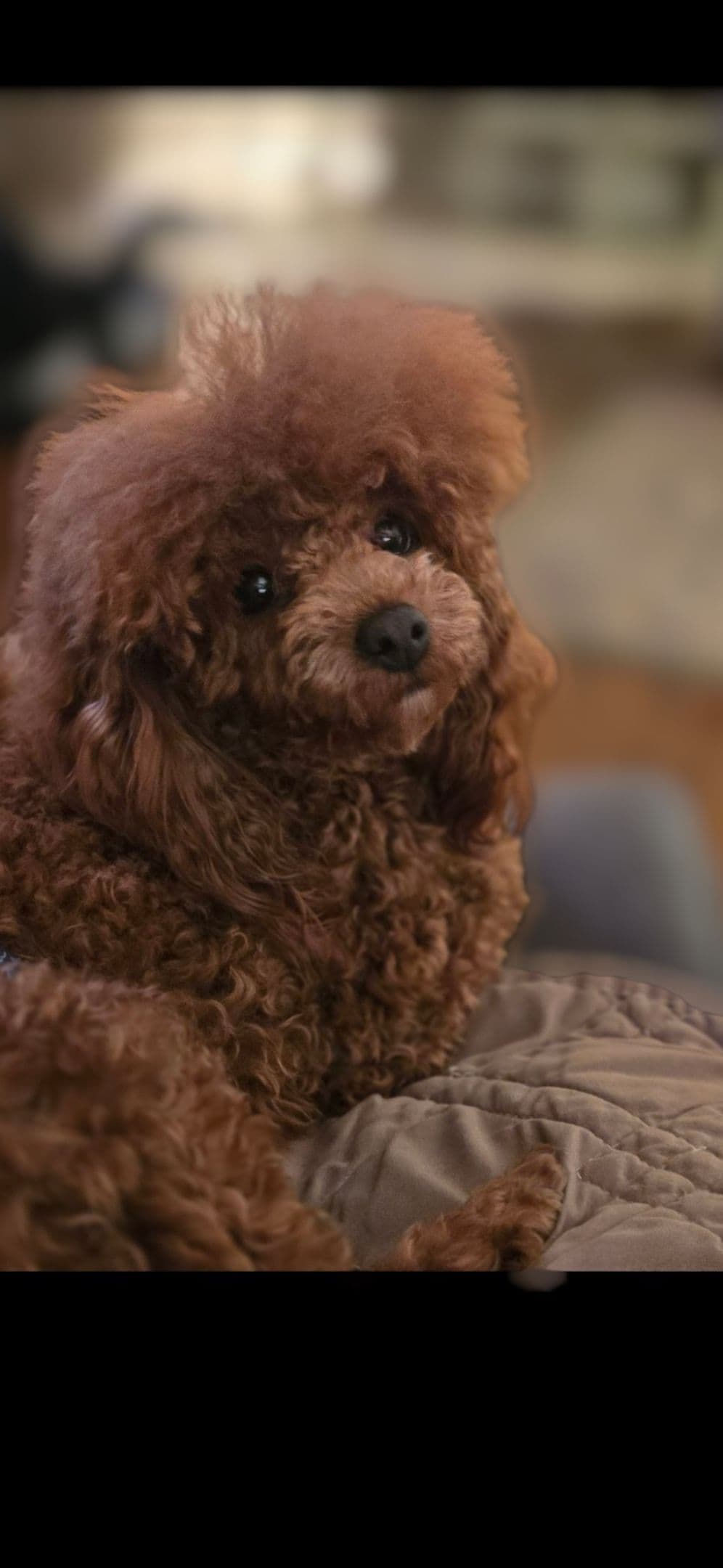 Simply Poodle AKC Toy breeder image 3