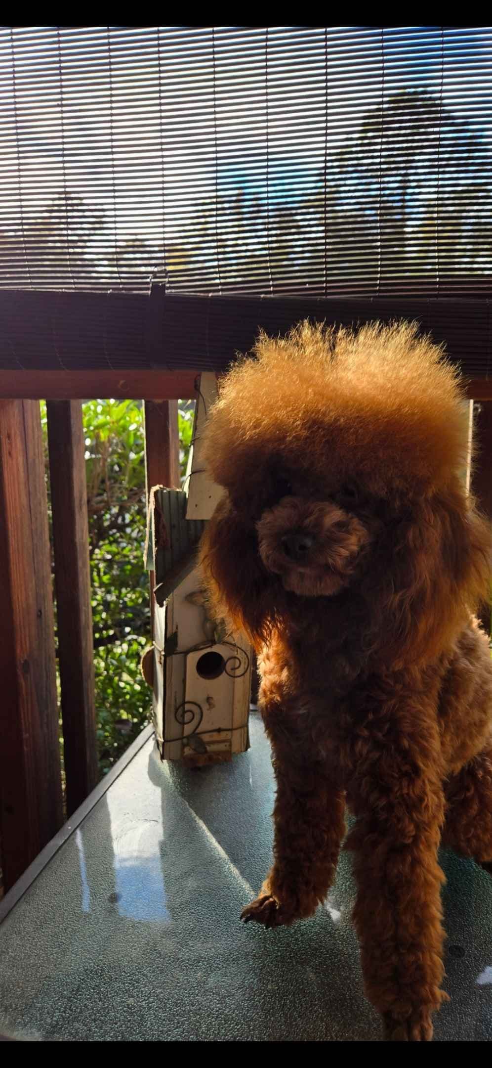 Simply Poodle AKC Toy breeder image 4
