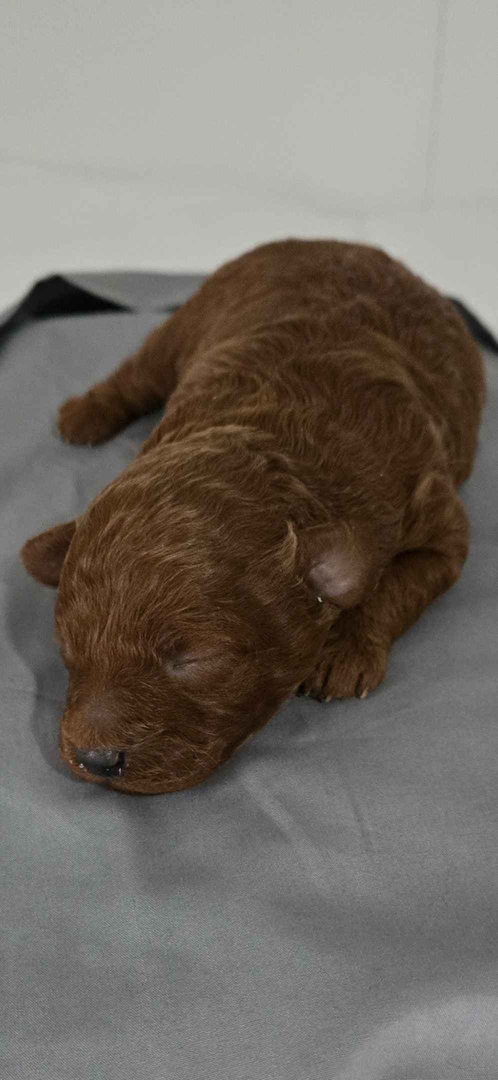 Simply Poodle AKC Toy breeder image 6