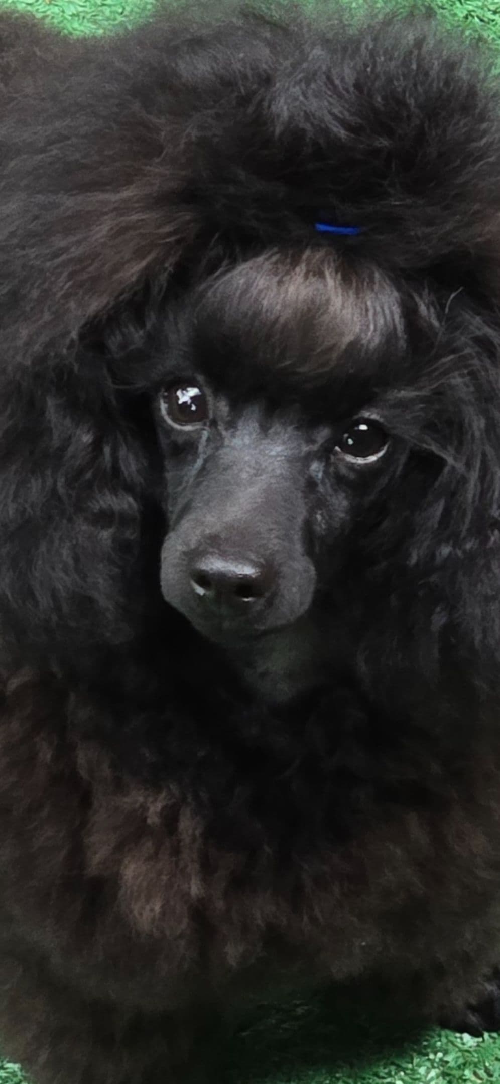 Simply Poodle AKC Toy breeder image 5